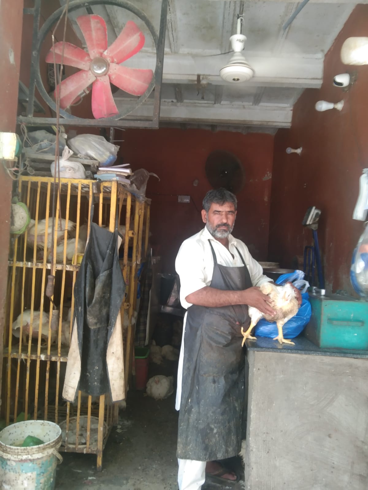 Chicken